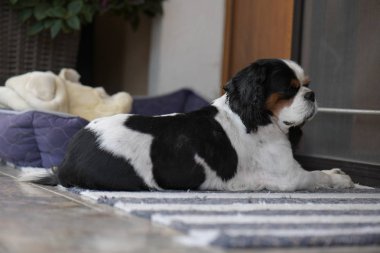 Yerde yatan sevimli köpek.