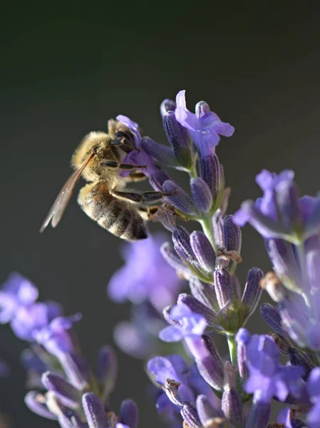 在薰衣草花上的蜜蜂 — 图库照片