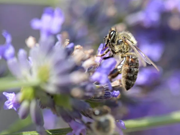 Abeille Sur Fleur Lavande — Photo