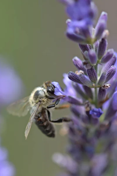 Пчела Цветке Лаванды — стоковое фото