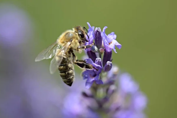 Abeille Sur Fleur Lavande — Photo