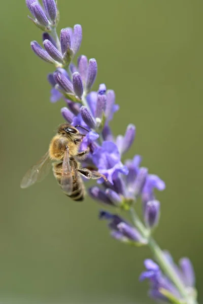 Bijen Lavendelbloem — Stockfoto