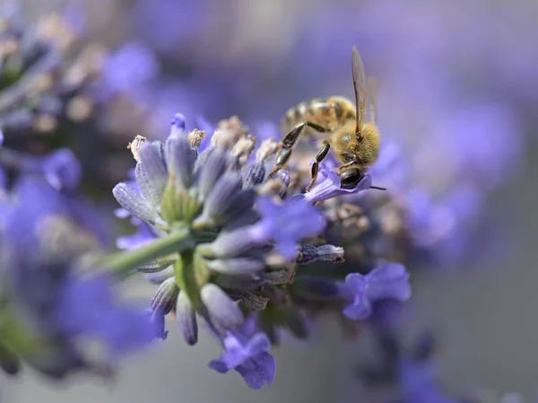 Abelha Flor Lavanda — Fotografia de Stock