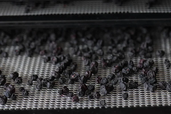 Dried Blueberries Fruit Dryer — Stock Photo, Image