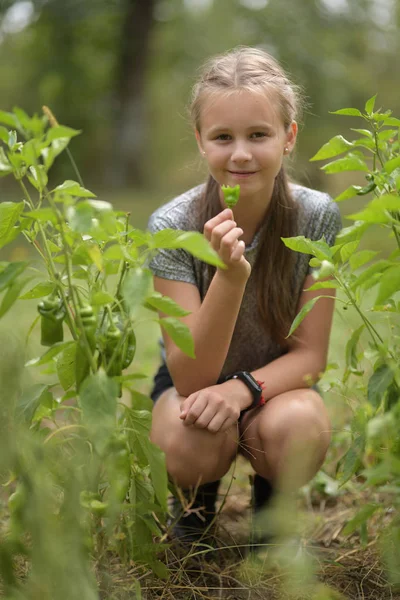 Liten Flicka Skördar Paprika Köksträdgård — Stockfoto