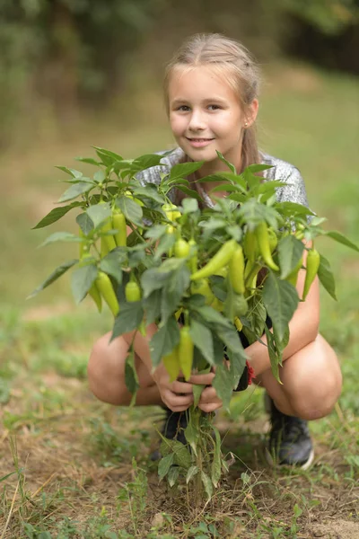 Mała Dziewczynka Zbiera Paprykę Ogrodzie Kuchni — Zdjęcie stockowe