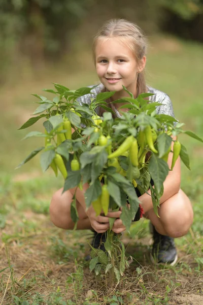 Niña Está Cosechando Pimientos Huerto —  Fotos de Stock