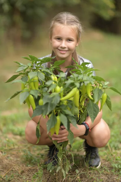 Niña Está Cosechando Pimientos Huerto —  Fotos de Stock