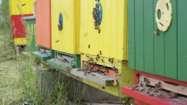 蜂蜜细胞上的工蜂近景 — 图库视频影像
