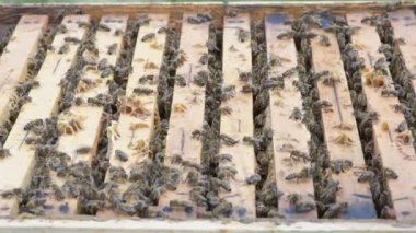 Bal hücreleri üzerinde çalışan arıların görüntüsünü kapat