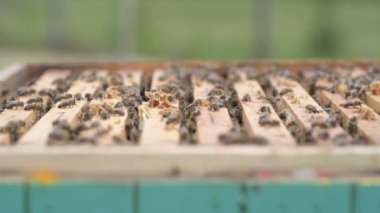 Bal hücreleri üzerinde çalışan arıların görüntüsünü kapat
