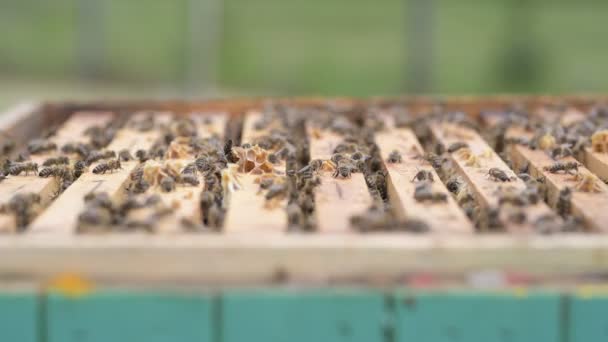 Nahaufnahme Der Arbeitsbienen Auf Honigzellen — Stockvideo