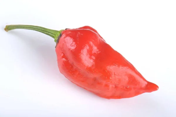 Rosso Habanero Pepe Isolato Sfondo Bianco — Foto Stock