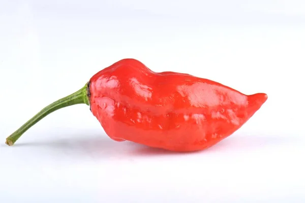 Rosso Habanero Pepe Isolato Sfondo Bianco — Foto Stock