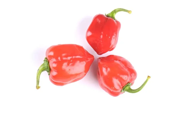 Rode Habanero Peper Geïsoleerd Witte Achtergrond — Stockfoto