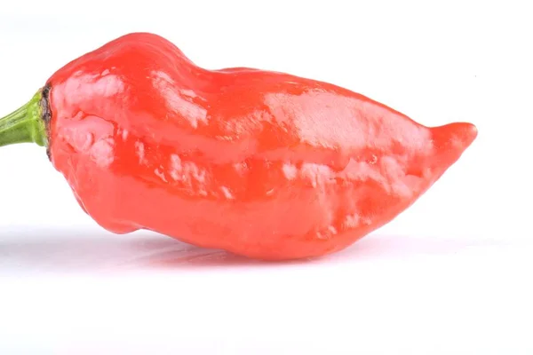 Rosso Habanero Pepe Isolato Sfondo Bianco — Foto Stock