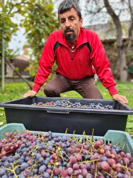 Man Harvesting Blue Grapes Orchard — Stock Photo, Image