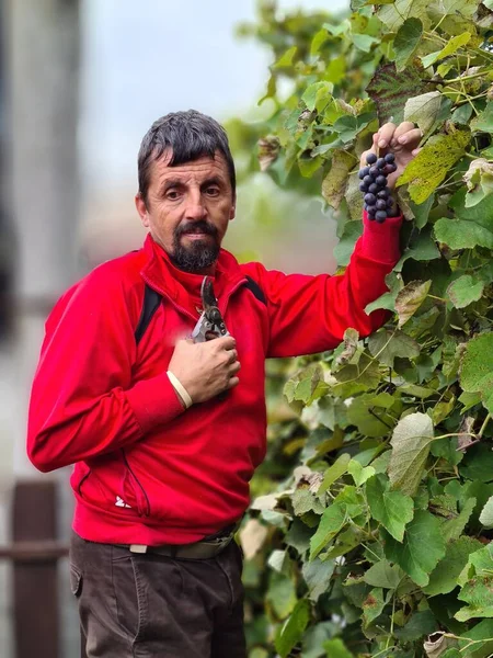 Man Harvesting Blue Grapes Orchard — Foto Stock
