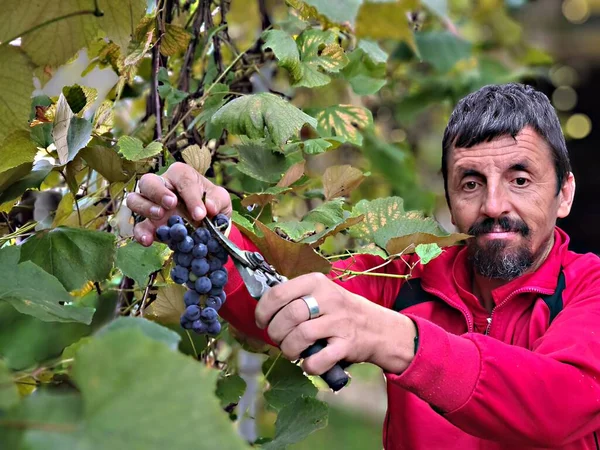 Man Harvesting Blue Grapes Orchard — ストック写真