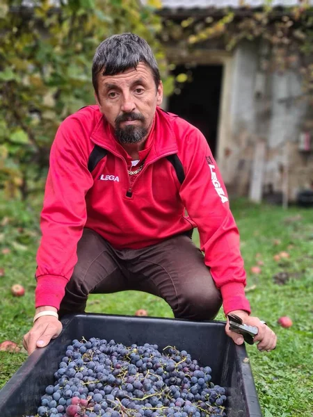 Man Harvesting Blue Grapes Orchard —  Fotos de Stock