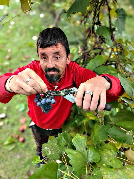 Man Harvesting Blue Grapes Orchard —  Fotos de Stock