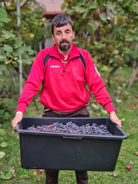 Man Harvesting Blue Grapes Orchard — Stock Photo, Image