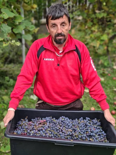 Man Harvesting Blue Grapes Orchard — Stock Photo, Image