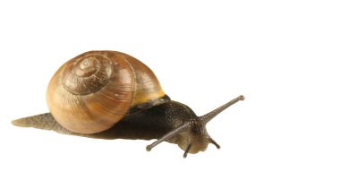 Orman salyangoz, Cepaea nemoralis beyaz bir arka plan üzerinde