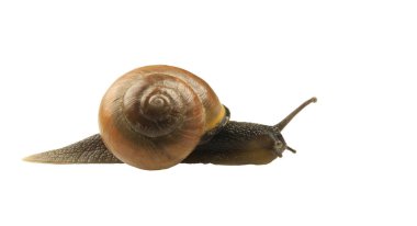 Orman salyangoz, Cepaea nemoralis beyaz bir arka plan üzerinde