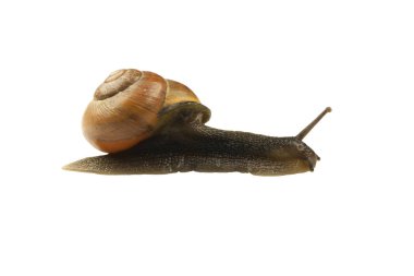 Orman salyangoz, Cepaea nemoralis beyaz bir arka plan üzerinde