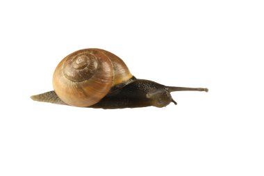 Orman salyangoz, Cepaea nemoralis beyaz bir arka plan üzerinde