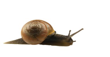 Orman salyangoz, Cepaea nemoralis beyaz bir arka plan üzerinde
