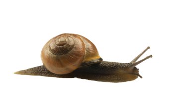 Orman salyangoz, Cepaea nemoralis beyaz bir arka plan üzerinde