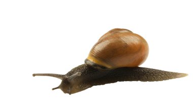 Orman salyangoz, Cepaea nemoralis beyaz bir arka plan üzerinde