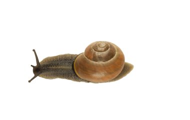 Orman salyangoz, Cepaea nemoralis beyaz bir arka plan üzerinde