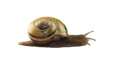Orman salyangoz, Cepaea nemoralis beyaz bir arka plan üzerinde
