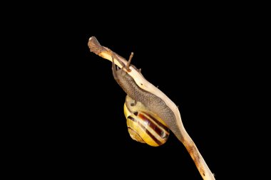 çizgili orman salyangoz, Cepaea nemoralis dal üzerinde oturur.