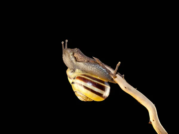 Gestreepte Bos Slak Cepaea Nemoralis Zit Tak — Stockfoto