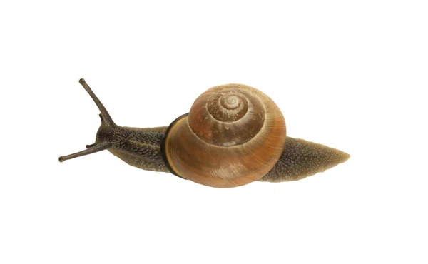 Caracol Floresta Cepaea Nemoralis Sobre Fundo Branco — Fotografia de Stock