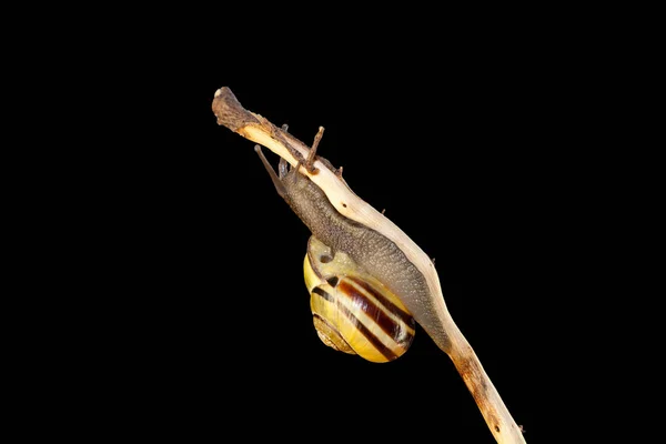 条纹森林蜗牛 Cepaea Nemoralis 坐在树枝上 — 图库照片
