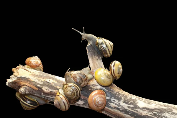 Grupo Caracol Florestal Cepaea Nemoralis Senta Ramo — Fotografia de Stock