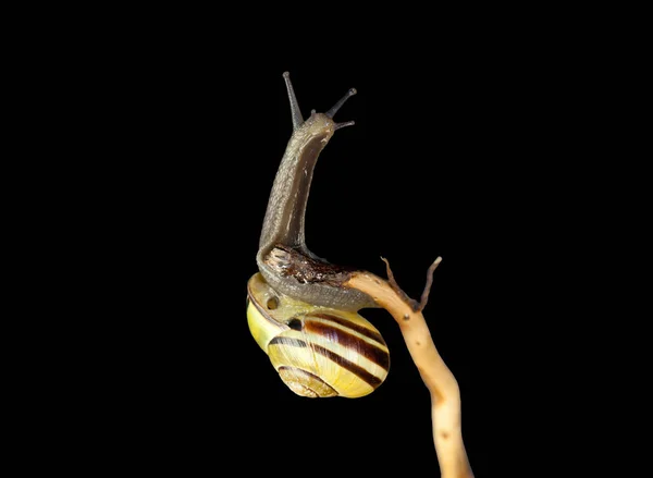 条纹森林蜗牛 Cepaea Nemoralis 坐在树枝上 — 图库照片