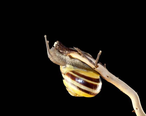 ストライプ フォレスト カタツムリ 枝に座っている Cepaea Nemoralis — ストック写真