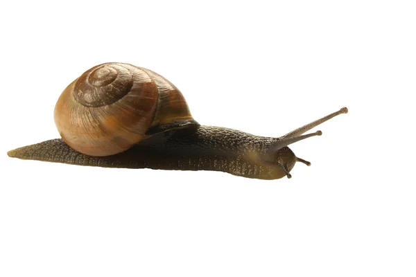 Caracol Floresta Cepaea Nemoralis Sobre Fundo Branco — Fotografia de Stock