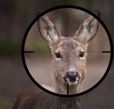 kadın Avrupa karaca (Capreolus capreolus) avcı optik görüş crosshair içinde