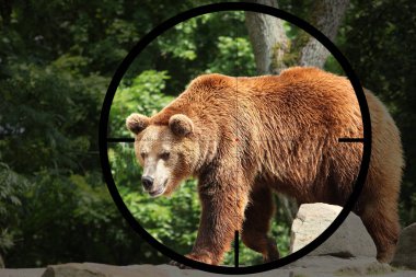 big bear  (Ursus arctos) in the crosshair of the optical sight of the hunter clipart