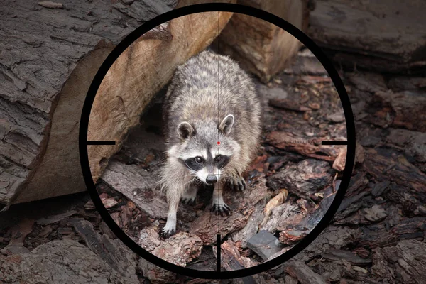  Avcının optik görüş crosshair içinde küçük avcı racoon (Procyon lotor)