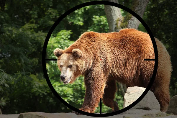 Big Bear Ursus Arctos Crosshair Optical Sight Hunter — Stock Photo, Image