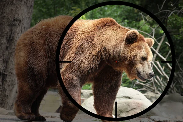 Большой Медведь Ursus Arctos Прицелом Оптического Прицела Охотника — стоковое фото