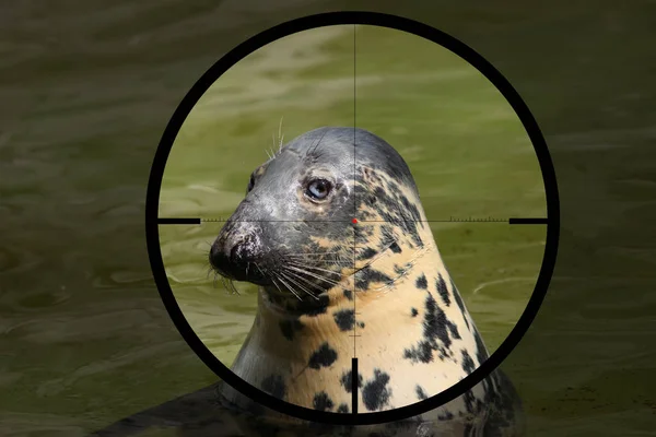 Baltiska Grey Seal Halichoerus Grypus Macrorhynchus Hårkorset Den Optiska Syn — Stockfoto